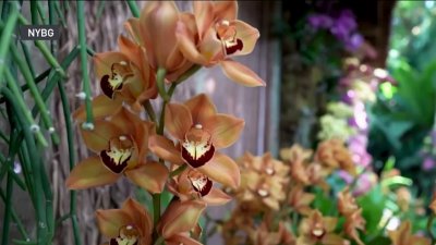 Regresa la exhibición de orquídeas en el Jardín Botánico del Bronx