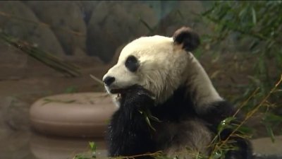 El Zoológico Nacional ya abrió la renovada exhibición de pandas