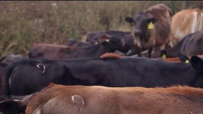 ¿Sabías que las flatulencias de una vaca pueden calentar nuestro planeta?