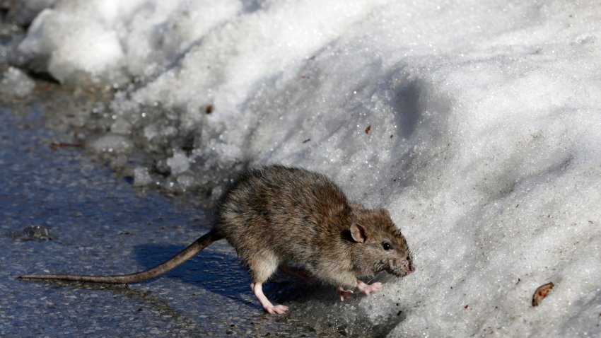 FILE – A rat is seen in Central Park in New York, Sunday, March 19, 2017. (AP Photo/Seth Wenig, File)