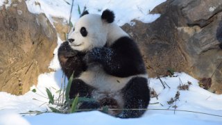 La panda gigante hembra Qing Bao come bambú en el Zoológico Nacional del Instituto Smithsoniano en Washington, D.C., Estados Unidos, el 9 de enero de 2025. El Zoológico Nacional del Instituto Smithsoniano organizó un evento de preestreno para los medios chinos el viernes, donde los pandas gigantes Bao Li y Qing Bao hicieron su debut ante la prensa. (Foto de Deng Xianlai/Xinhua vía Getty Images)