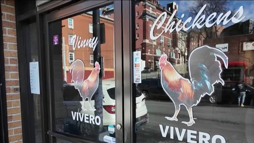Cierran viveros tras detección de gripe aviar en Nueva York