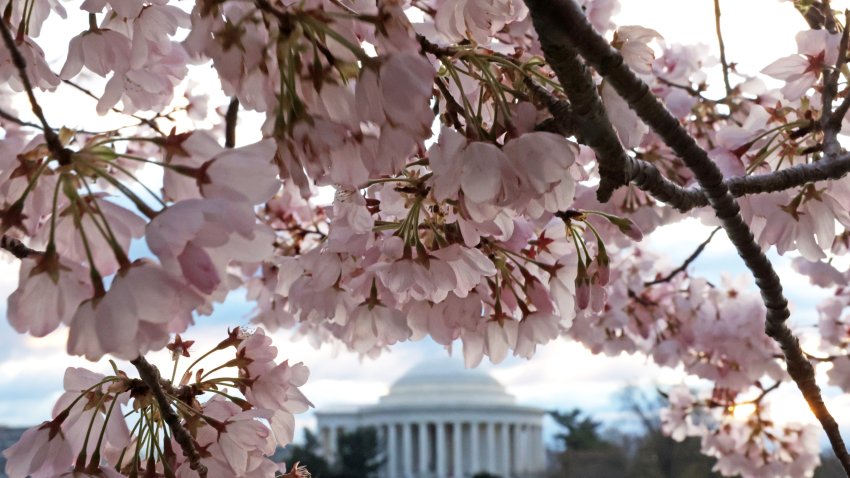 WASHINGTON, DC – MARCH 19: Cherry trees are in full bloom at the Tidal Basin on March 19, 2024 in Washington, DC. The National Park Service announced that it will begin to cut down over 140 Cherry Blossom trees around the Tidal Basin and West Potomac Park in anticipation of the construction of an upgraded sea wall to guard against flooding. (Photo by Alex Wong/Getty Images)