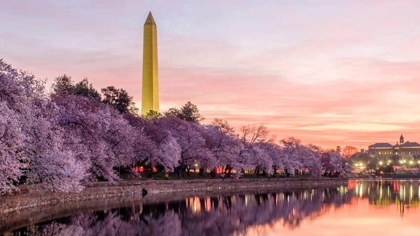 Pink skies over the Tidal Basin and Washington Monument in Washington, D.C., while the yoshino cherry trees are in full bloom.