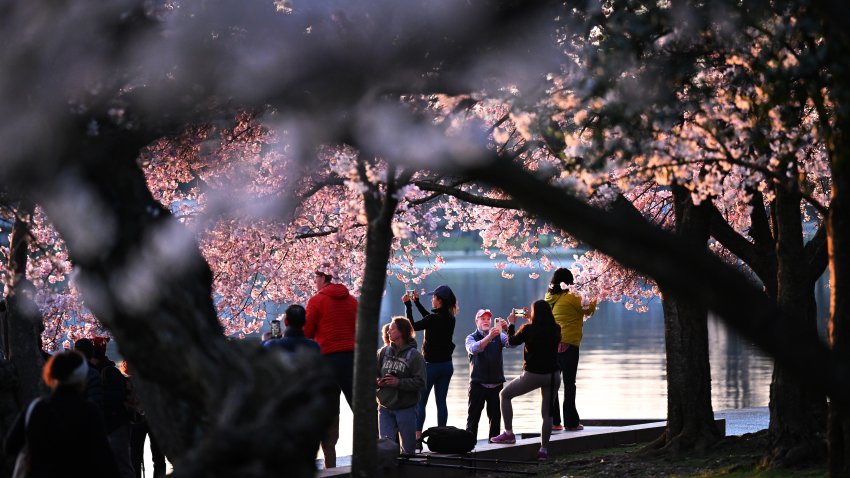 WASHINGTON, DC – MARCH 17: People are framed by blooming cherry blossoms along the Tidal Basin at sunrise on Sunday March 17, 2024 in Washington, DC. (Photo by Matt McClain/The Washington Post via Getty Images)