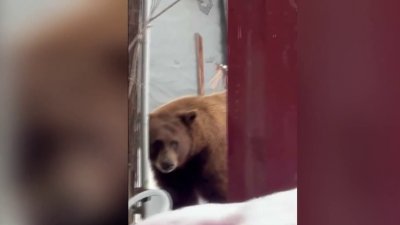 Comparten video de oso que entra a negocio y come helado en Tahoe