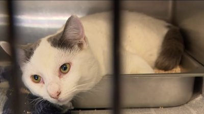 Descubren gatos en bosque y su dueño pide devolución en NY