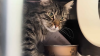 30 gatos hallados en jaulas cerca de la autopista Southern State Parkway en Long Island