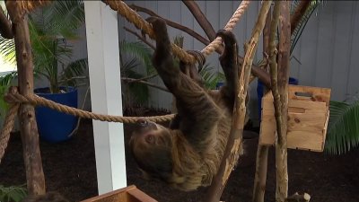 Zoológico de Reston tiene más de 50 especies para el disfrute de la comunidad