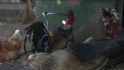 No permitirán gallinas en hogares en Manassas