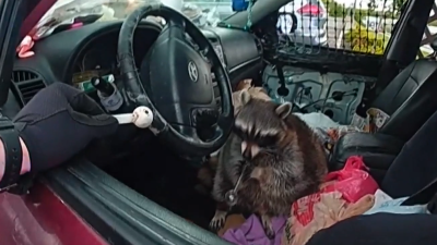 La policía halla un mapache con una pipa para metanfetamina durante una parada de tráfico