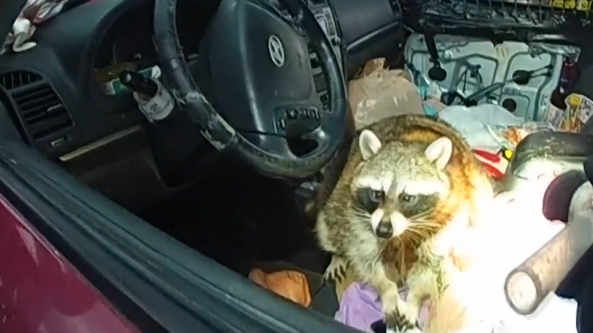 Raccoon