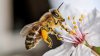 Las abejas están en peligro de extinción y muchas podrían desaparecer este año, según expertos