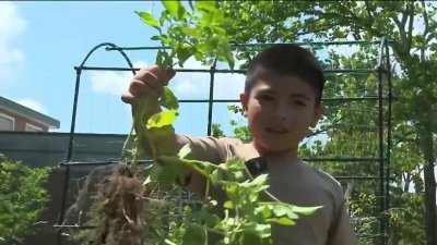 Programa en escuelas de Fairfax enseña a niños a cultivar huertos