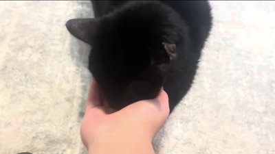 Gato perdido hace ocho años regresa con su familia en NY