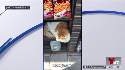 Legislación busca que los gatos de las bodegas sean protegidos por NYC
