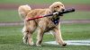 Conoce a Bruce: el tierno cachorro que recuperará los bates de los Washington Nationals