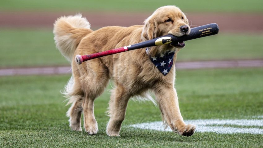 (Rochester Red Wings via AP)