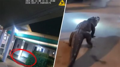 Caimán se pasea por pasillos de motel en Fairfax