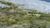 Cómo las algas marinas de la Antártida afectan la temperatura de todo el planeta