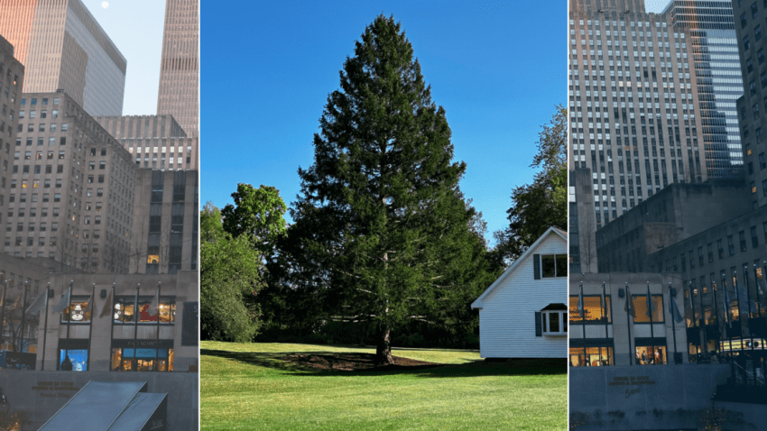 rockefeller center christmas tree