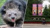 Dos cuidadores del Zoológico Nacional resultan heridos por mordedura de un gato oso