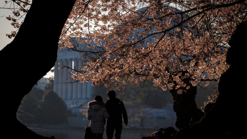 WASHINGTON, DC – MARCH 21:
A couple walks beneath pink cherry blossoms at the Tidal Basin, in Washington, DC.
(Photo by Bill O’Leary/The Washington Post via Getty Images)