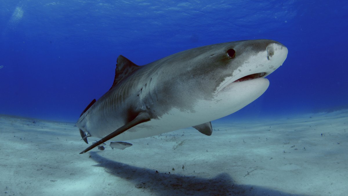 Cocaína y cafeína detectadas en tiburones de las Bahamas, según estudio
