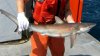 Recientemente se han avistado tiburones de 9 pies frente a las costas de playas de Long Island