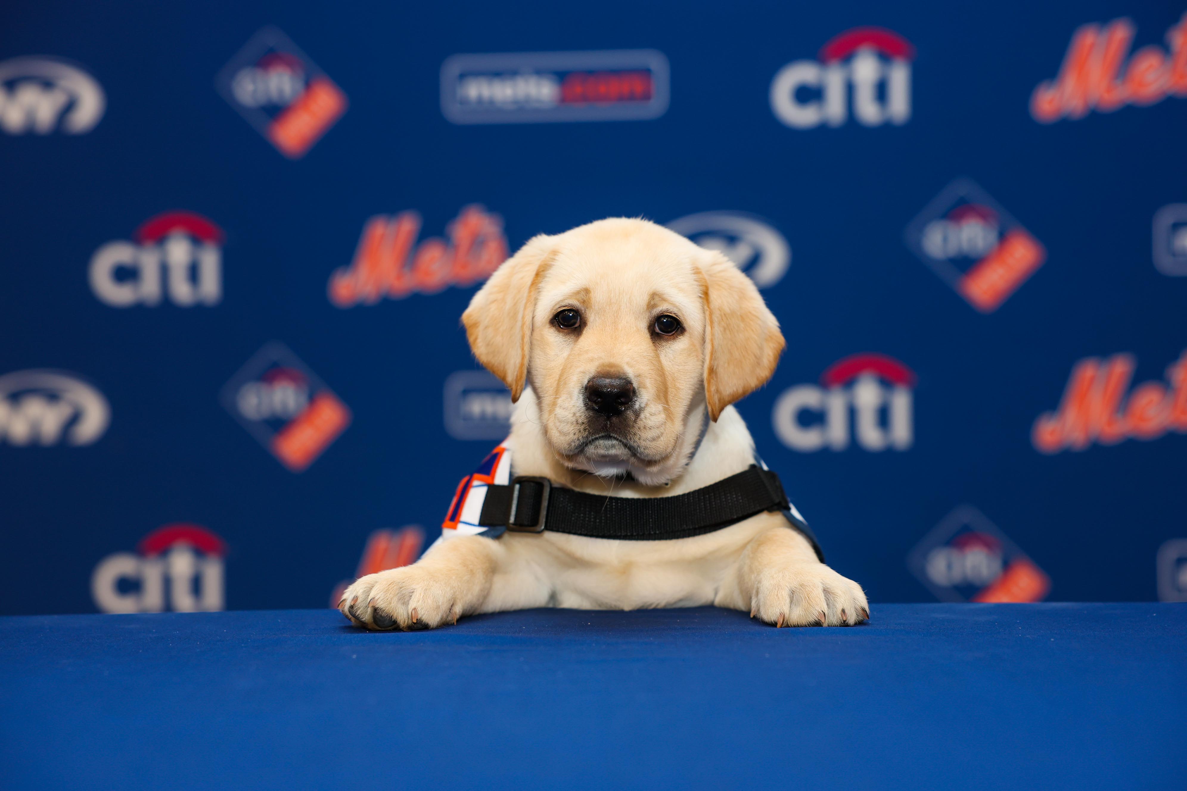 Conoce a Howie, el nuevo perro de servicio de los Mets – Telemundo New ...