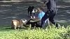 Un barrio de Long Island se encuentra en alerta tras ataques de perros 