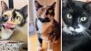 Abre tu corazón y conoce estos amorosos gatitos en adopación de KittyKind