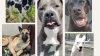 ¿Sabías que el Centro de Cuidado y Control de Animales de Jersey City tiene animales en adopción?
