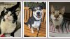 Estas mascotas esperan a una familia en el Refugio de Animales del Condado de Bergen
