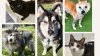 ¡Las mascotas mayores son lo mejor! He aquí algunas (y otros animales) en adopción en Little Shelter Animal Rescue
