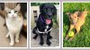 Conviértete en un héroe adoptando a una mascota del refugio Paws Crossed