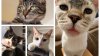¡Los gatos son los perfectos compañeros! He aquí algunos en adopción