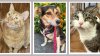 Estos animales son dulces e inteligente…¡y buscan un hogar!