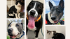 Estos animalitos están esperando por ser adoptados de Best Friends Animal Society