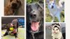 Conozca algunos adorables animales en los refugios de Bideawee en NY que esperan un hogar