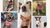 Dale una oportunidad a estos animalitos que buscan un hogar