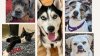 Echa un vistazo a estos animales que están en adopción en la SPCA de Westchester