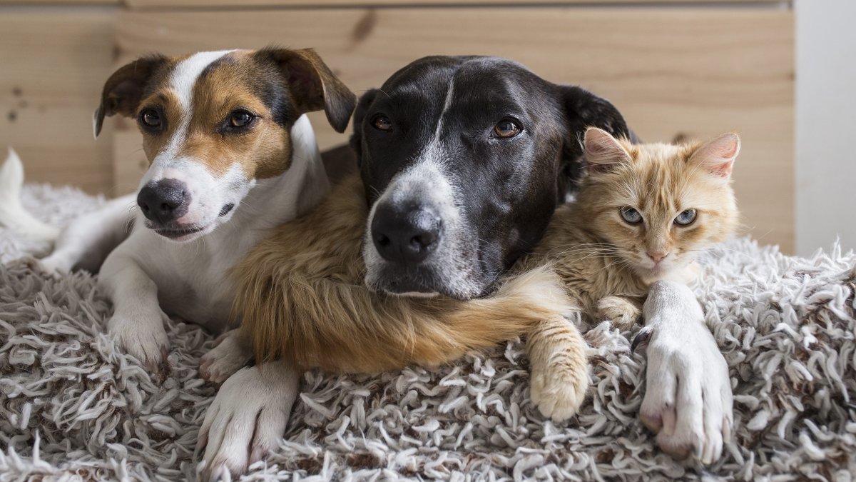 Desocupar los Albergues impulsa 135,000 adopciones de mascotas y recauda $480,000 en donaciones