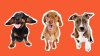 Desocupar los Albergues: campaña logra la adopción de 2,800 mascotas en el área de DC