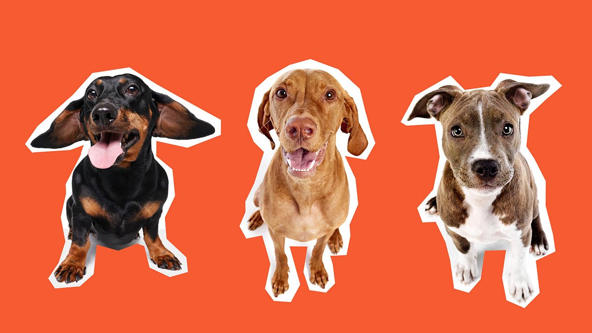 Desocupar los Albergues: campaña logra la adopción de 2,800 mascotas en el área de DC