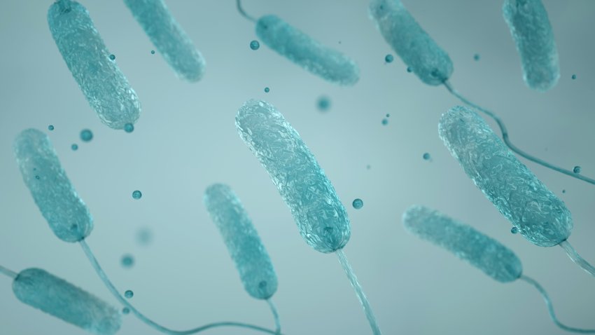 Virus, legionnaires disease, bacteria or germ, pneumonia, pathogen, 3D render