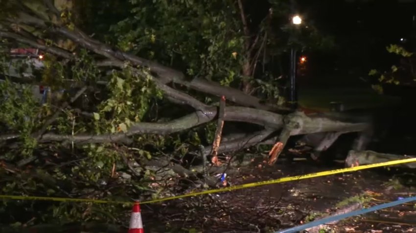NBC-turcios-downed-tree