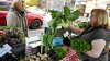 Mamdani: beneficiarios de SNAP recibirán un 40% más de dinero para productos frescos en NYC
