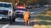 “¡Es una vaca!”: animal suelto causa revuelo