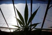 NJ a pasos de gigante para la legalización de marihuana. Noticias en tiempo real